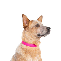 Original Bond collier pour chien/Original Bond dog collar