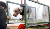 FirePaw Pheonix tapis de course pour chien standard - Moyen / Firepaw Pheonix Standard Dog Treadmill -Medium