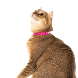 NUVUQ collier pour chat / NUVUQ cat collar