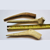 Bois de cerf / Deer antler