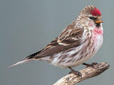 Maska Select oiseau sauvages super / Maska select super wild bird